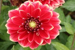 Jiřina Mister Optimist